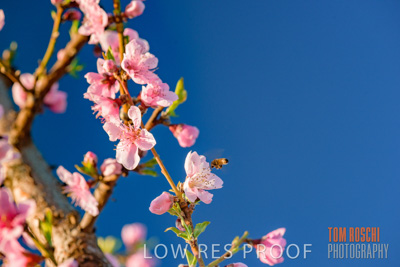 July 2017 / AGRI_1261