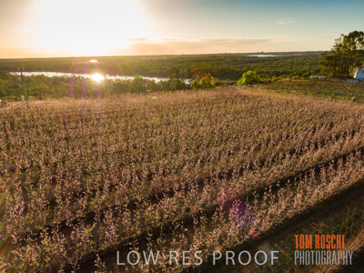 July 2017 / AGRI_1264