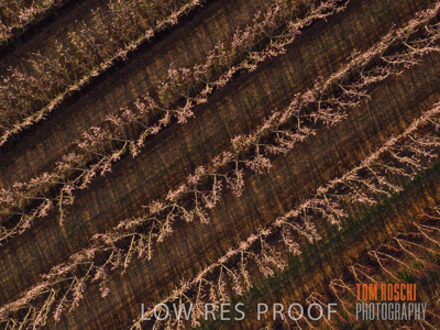 July 2017 / AGRI_1265