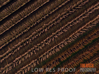 July 2017 / AGRI_1267