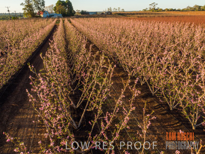 July 2017 / AGRI_1268