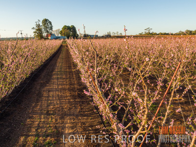 July 2017 / AGRI_1269