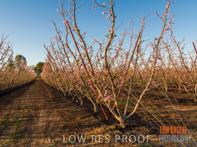 July 2017 / AGRI_1270