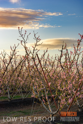 July 2017 / AGRI_1281