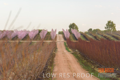 July 2017 / AGRI_1282