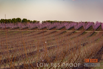 July 2017 / AGRI_1283