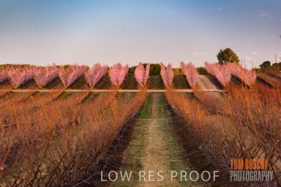 July 2017 / AGRI_1285