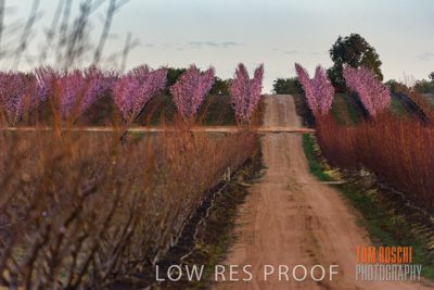 July 2017 / AGRI_1286