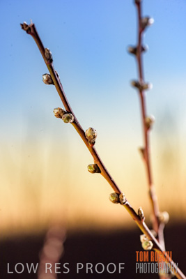 July 2017 / AGRI_1288