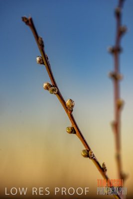 July 2017 / AGRI_1289