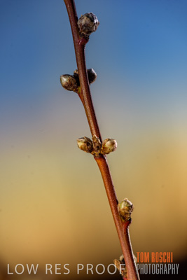 July 2017 / AGRI_1290