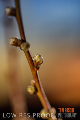 July 2017 / AGRI_1292