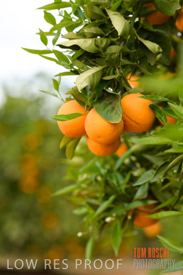 October 2018 / AGRI_1595