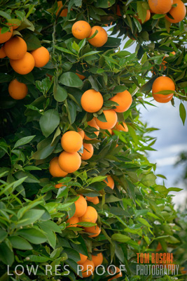 October 2018 / AGRI_1597