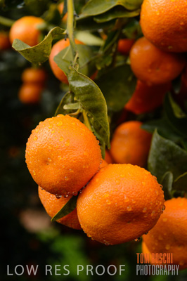 August 2013 / AGRI_645