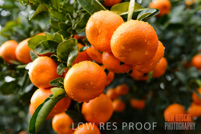 August 2013 / AGRI_646