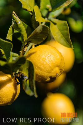 August 2013 / AGRI_649