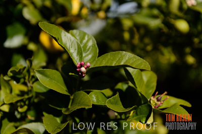 August 2013 / AGRI_650