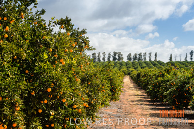 August 2013 / AGRI_652