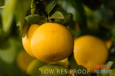 August 2013 / AGRI_653