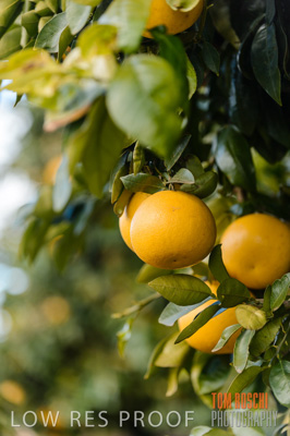 August 2013 / AGRI_654