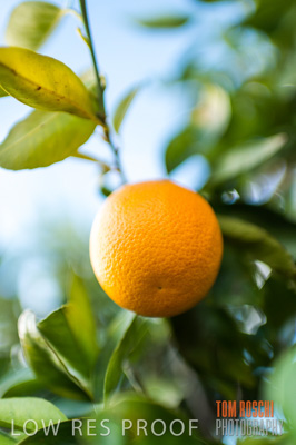 August 2013 / AGRI_656