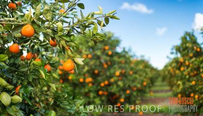 August 2013 / AGRI_657