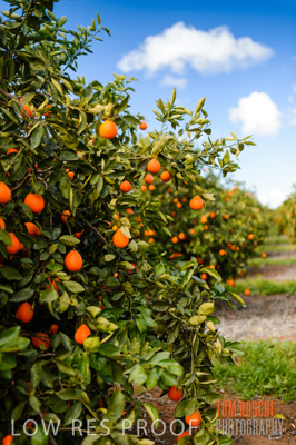 August 2013 / AGRI_660