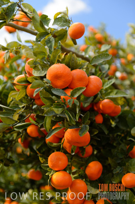 August 2013 / AGRI_661