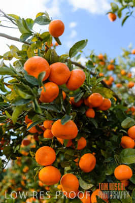 August 2013 / AGRI_662