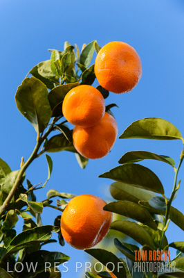 August 2013 / AGRI_663