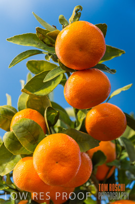 August 2013 / AGRI_664