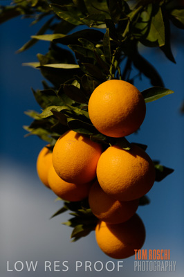 August 2013 / AGRI_665