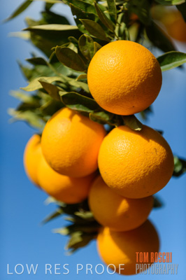 August 2013 / AGRI_666