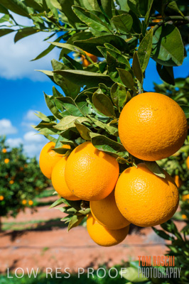 August 2013 / AGRI_667