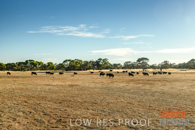 February 2018 / CATTLE_1506