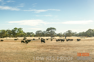 February 2018 / CATTLE_1507