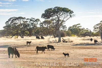 February 2018 / CATTLE_1508