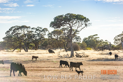 February 2018 / CATTLE_1509