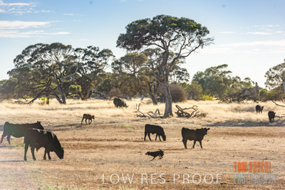 February 2018 / CATTLE_1510