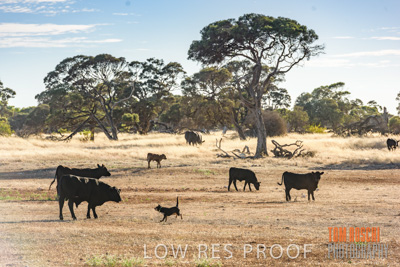 February 2018 / CATTLE_1511