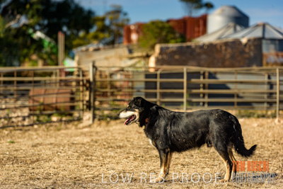 February 2018 / CATTLE_1512