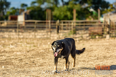 February 2018 / CATTLE_1513