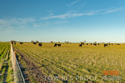 July 2018 / CATTLE_1580