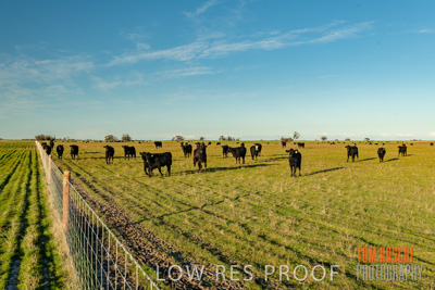 July 2018 / CATTLE_1581