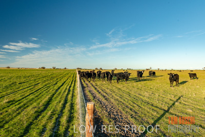 July 2018 / CATTLE_1582