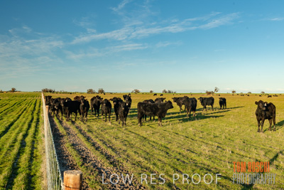 July 2018 / CATTLE_1583