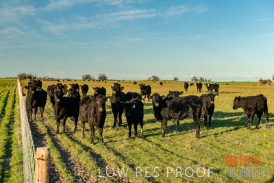 July 2018 / CATTLE_1584