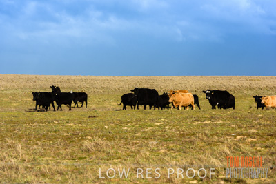 July 2018 / CATTLE_1589