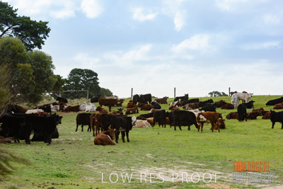 July 2018 / CATTLE_1590